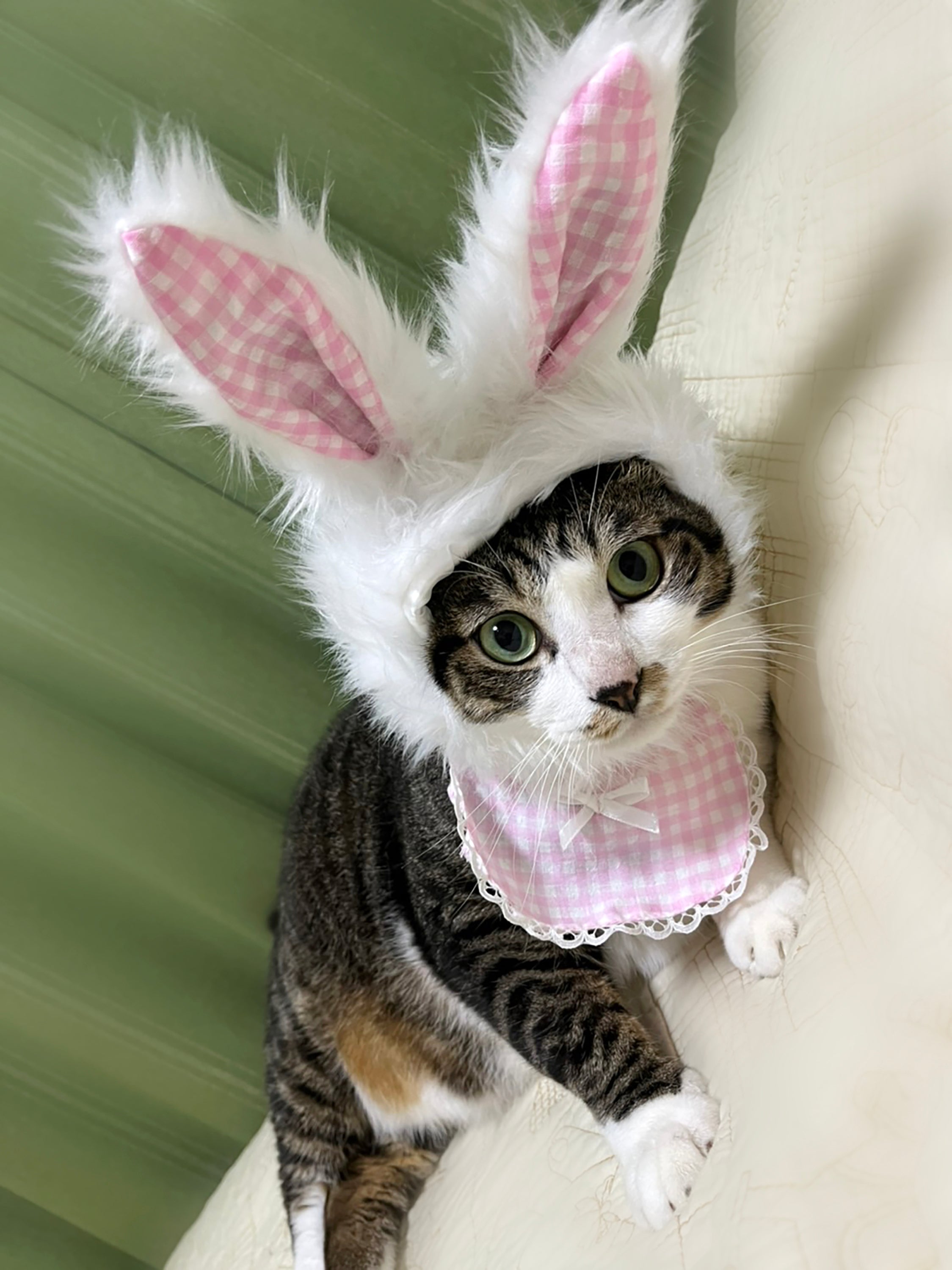 犬猫用 コスプレ ハロウィン うさぎかぶりもの&スタイ ペット 犬 猫